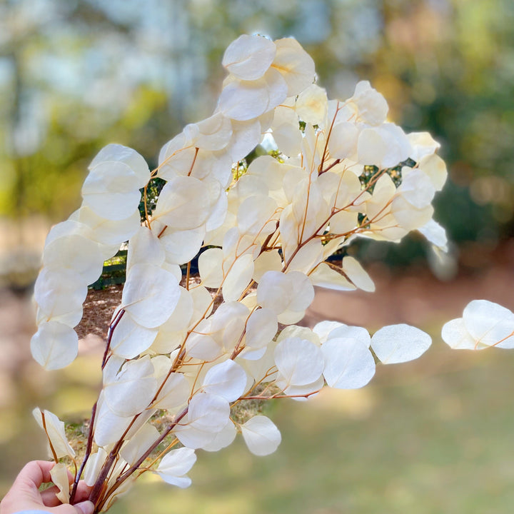 Freshly Preserved Eucalyptus Leaves