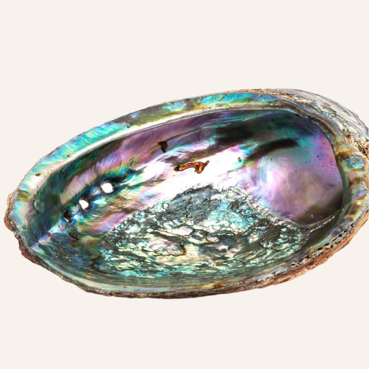 Abalone Shell Smudge Ash Tray, 5in-6in