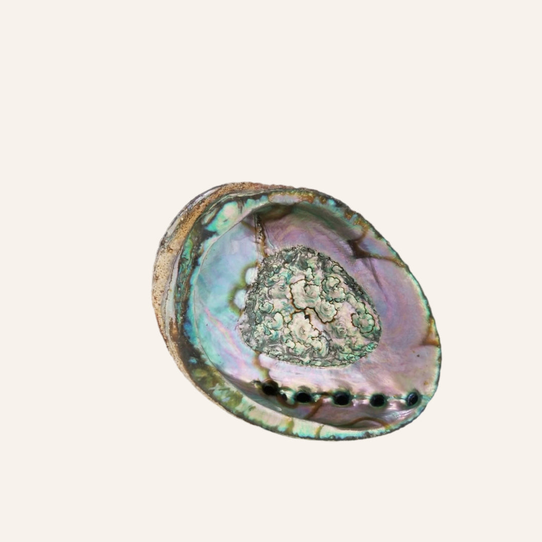 Abalone Shell Smudge Ash Tray, 5in-6in