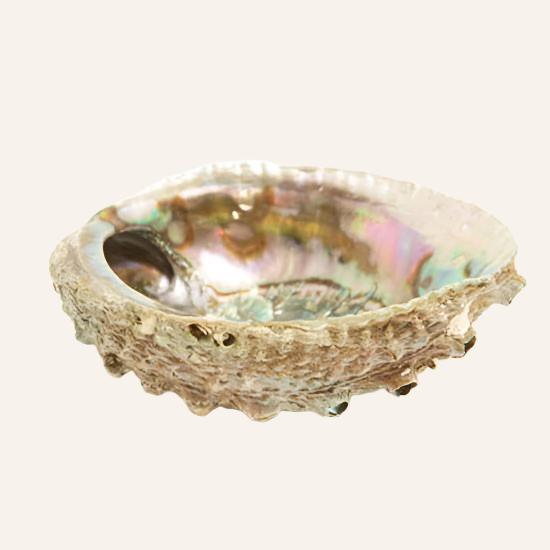 Abalone Shell Smudge Ash Tray, 5in-6in