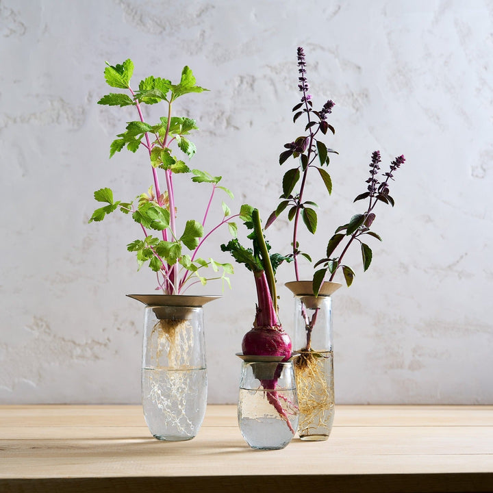 Hand-Blown Plant Propagation Vases, Set of 3